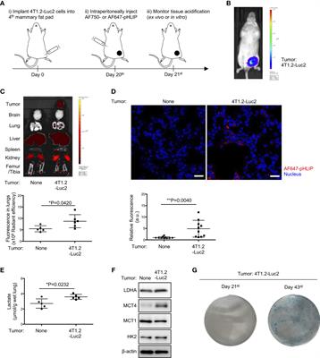 Targeting acidic pre-metastatic niche in lungs by pH low insertion peptide and its utility for anti-metastatic therapy
